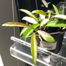 Photo of the plant species Hoya Wayetti by @FoxyCardoon named Emerson on Greg, the plant care app