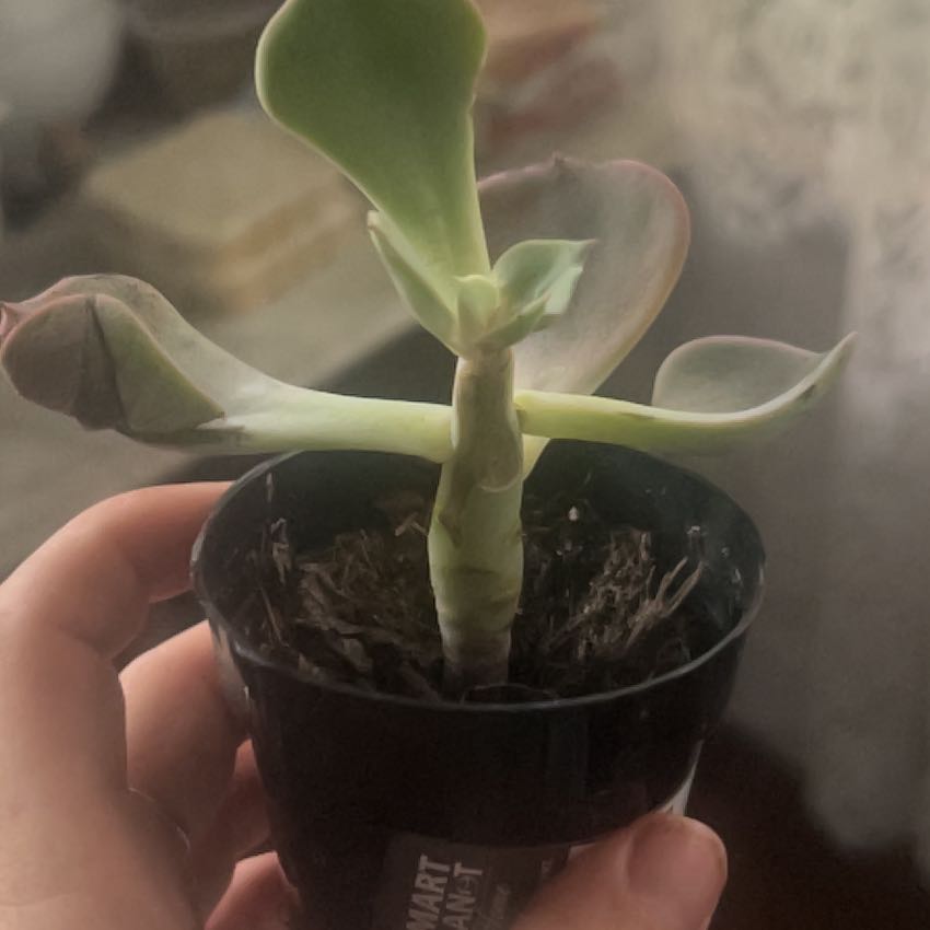 Echeveria 'Dusty Rose' plant in a black pot with some browning on the leaves, held by a hand.