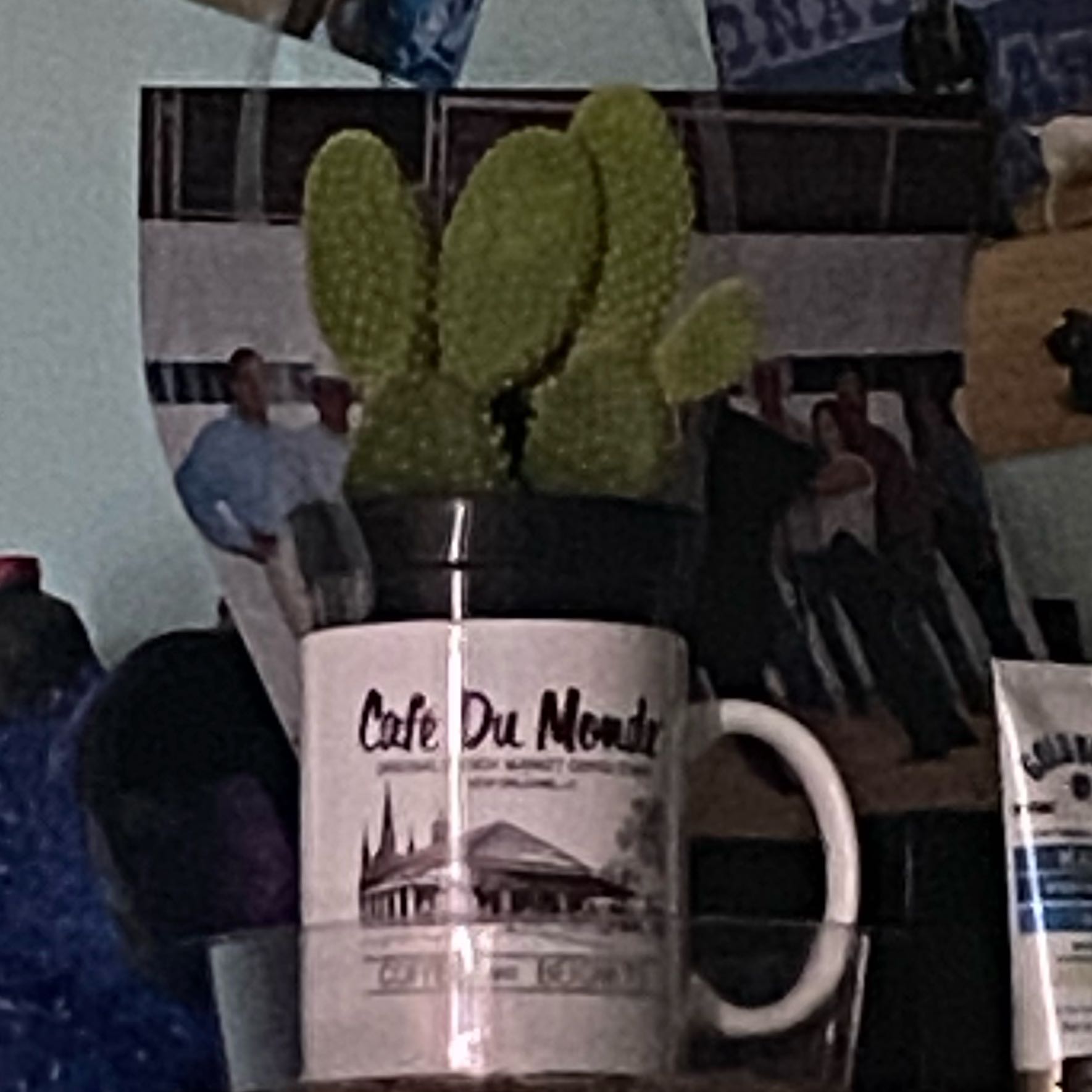 Photo of the plant species Dollar-Joint Prickly Pear by @AgileChiotilla named Tolkien on Greg, the plant care app