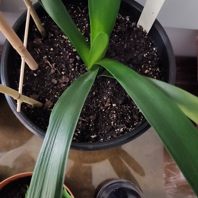 Photo of the plant species Belgian Hybrid Orange Clivia by @AshleyG named Terra on Greg, the plant care app