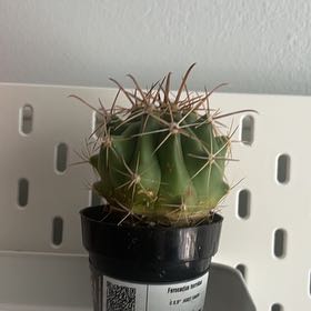 Photo of the plant species Townsend Barrel Cactus by @PeppyDeerbrush named Liet Kynes on Greg, the plant care app