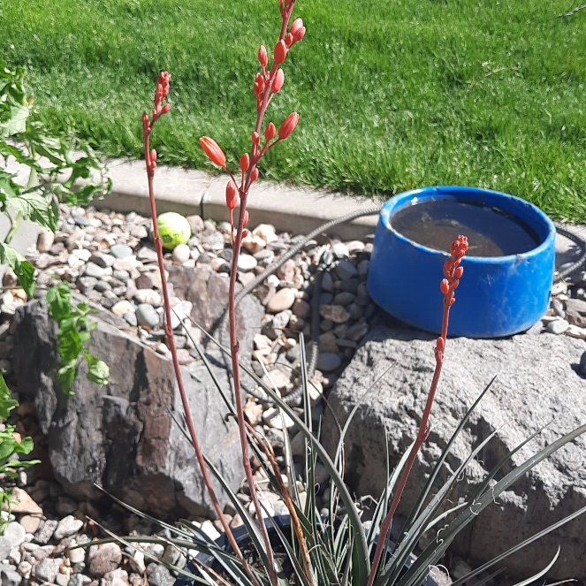 Photo of the plant species Engelmann's false yucca by @NovelRyebrome named Ulysses S Plant on Greg, the plant care app