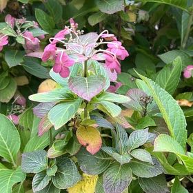 Photo of the plant species Tuff Stuff Red Mountain Hydrangea by @WinFalsewillow named Delilah on Greg, the plant care app