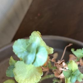 Photo of the plant species Navelwort by @FunEmpresstree named LiloStitch on Greg, the plant care app