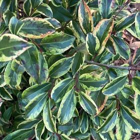 Photo of the plant species Portugal Laurel by @FunEmpresstree named Kesha on Greg, the plant care app