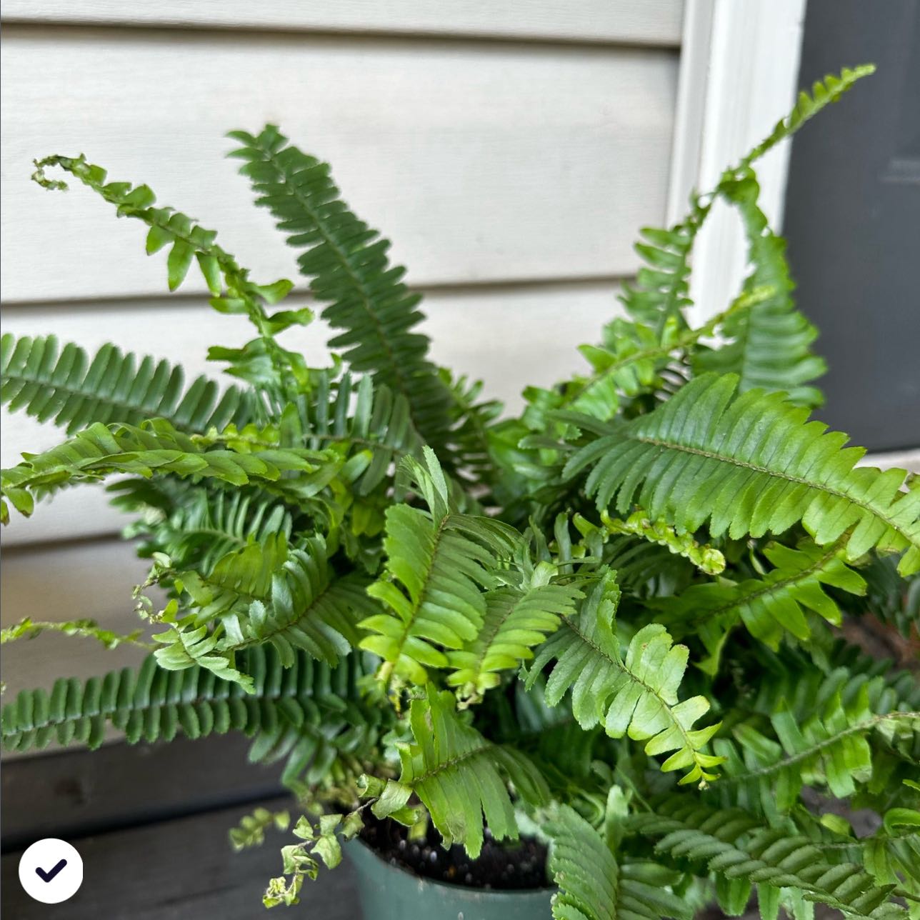 Photo of the plant species Jesters Crown Fern by @MrsRabito named Aragorn on Greg, the plant care app