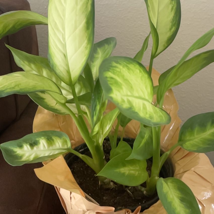 Dieffenbachia 'Tropic Marianne' plant with vibrant green leaves in a pot.