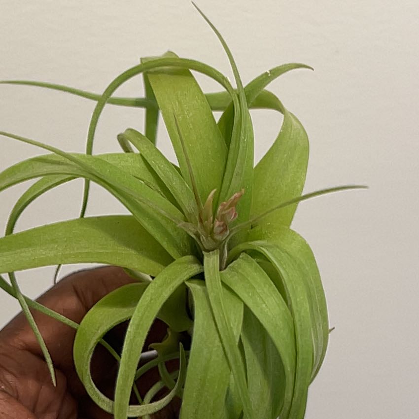 Tillandsia Xerographica plant held by a hand, showing healthy green leaves.