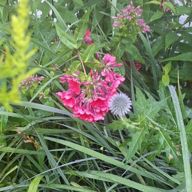 Photo of the plant species Sweet William by @SharpPinebush named Diana on Greg, the plant care app