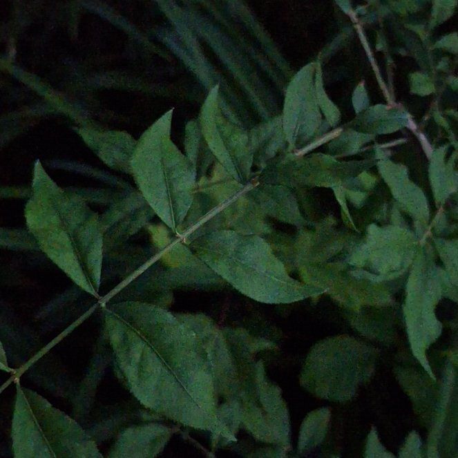 Photo of the plant species Winged Burning Bush by @SharpPinebush named Naomi on Greg, the plant care app