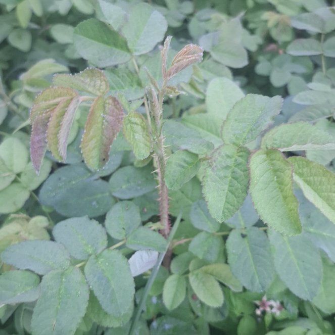 Photo of the plant species Arctic Rose by @SharpPinebush named Denali on Greg, the plant care app