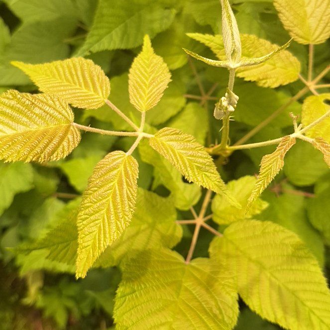 Photo of the plant species Rubus Allegheniensis by @SharpPinebush named Gomez on Greg, the plant care app