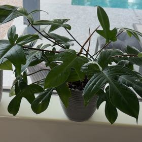 Photo of the plant species Florida green by @CooperAvenue named Bena on Greg, the plant care app