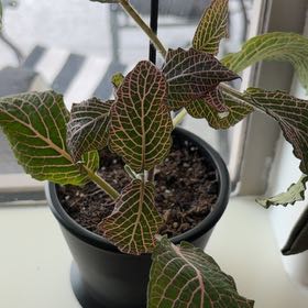 Photo of the plant species Pink Wave Nerve Plant by @CooperAvenue named Tonii on Greg, the plant care app