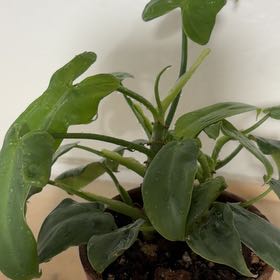 Photo of the plant species Horsehead Philodendron by @CooperAvenue named Pony boy on Greg, the plant care app