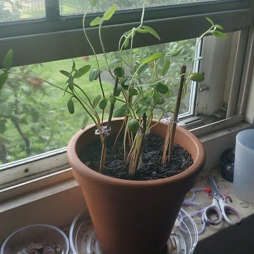 Photo of the plant species Evening Sun Sunflower by @shwarma named Sun spot on Greg, the plant care app