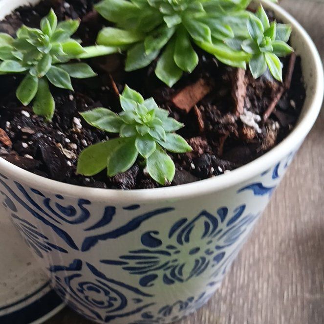 Photo of the plant species Graptopetalum bellum by @EstablishedGray named Stella on Greg, the plant care app