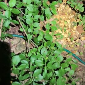 Photo of the plant species Red Huckleberry by @UberLionsmane named Oscar on Greg, the plant care app