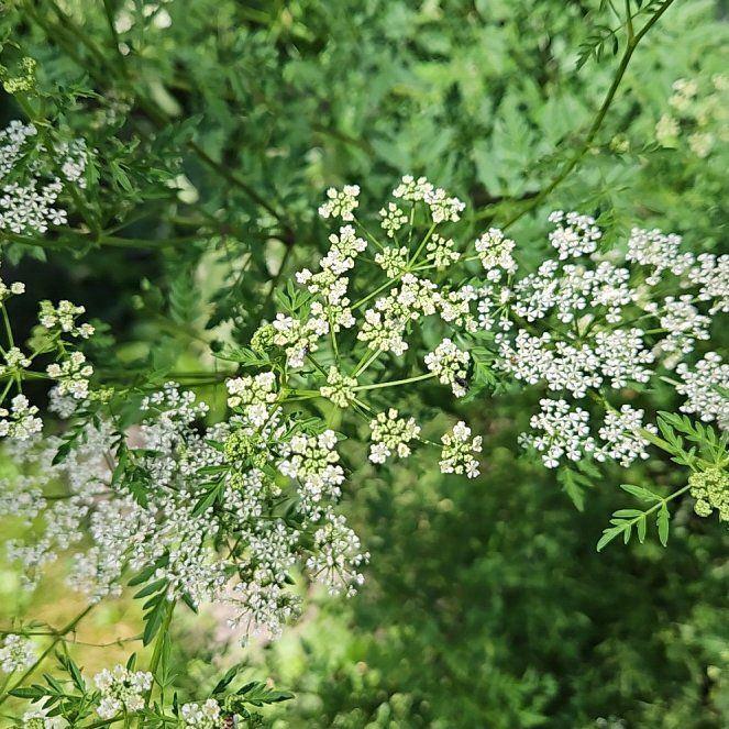 Photo of the plant species Conium Maculatum by @LegitDollartree named Stella on Greg, the plant care app