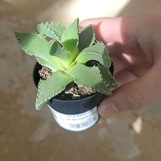 Photo of the plant species Tiger Jaws by @QuirkyBlueech named Fluffy on Greg, the plant care app