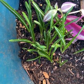 Photo of the plant species Snowdrop by @KariLov123 named Aristotle on Greg, the plant care app
