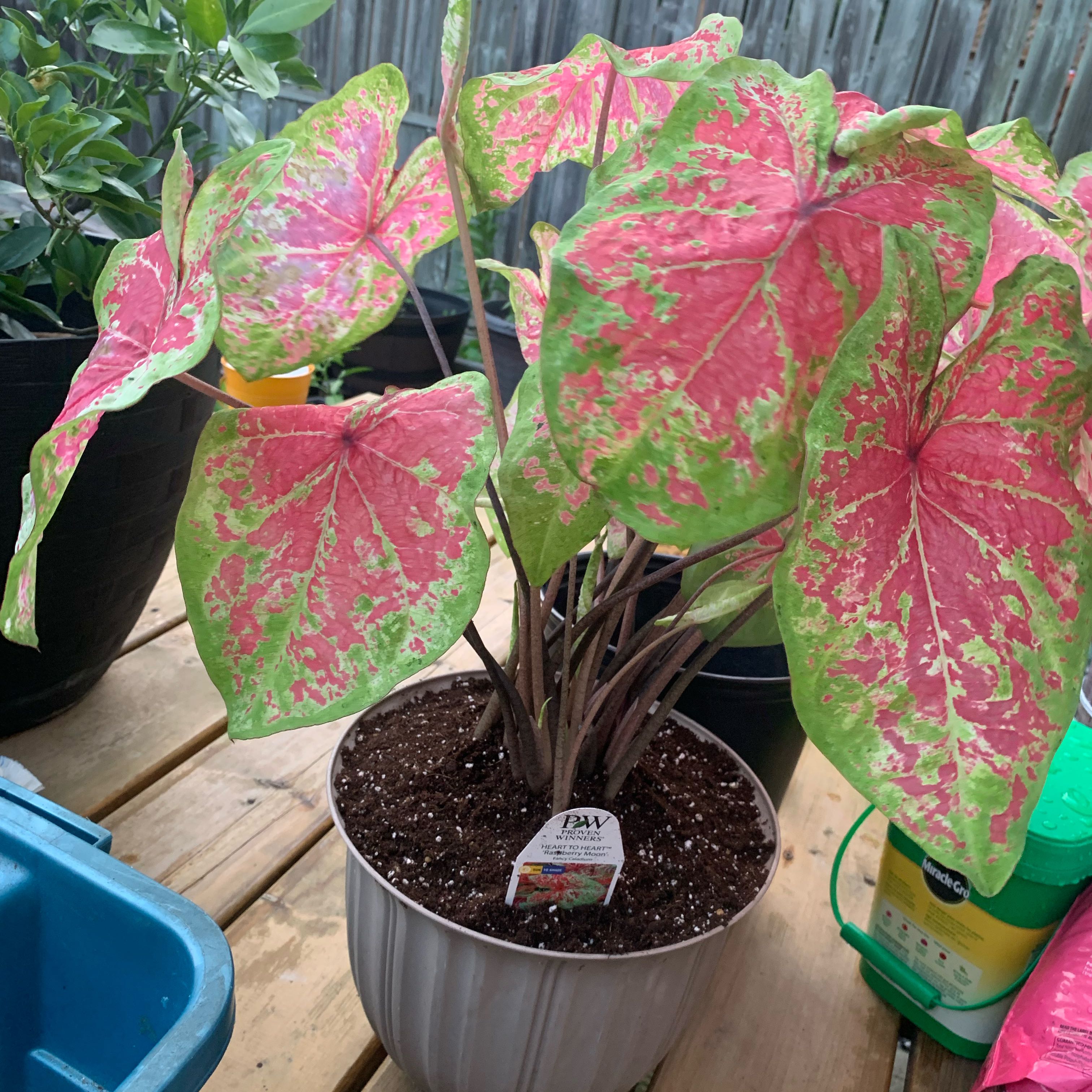 Photo of the plant species Heart to Heart 'Bottle Rocket' Caladium by @ElderAltmanstar named Doja Cat on Greg, the plant care app