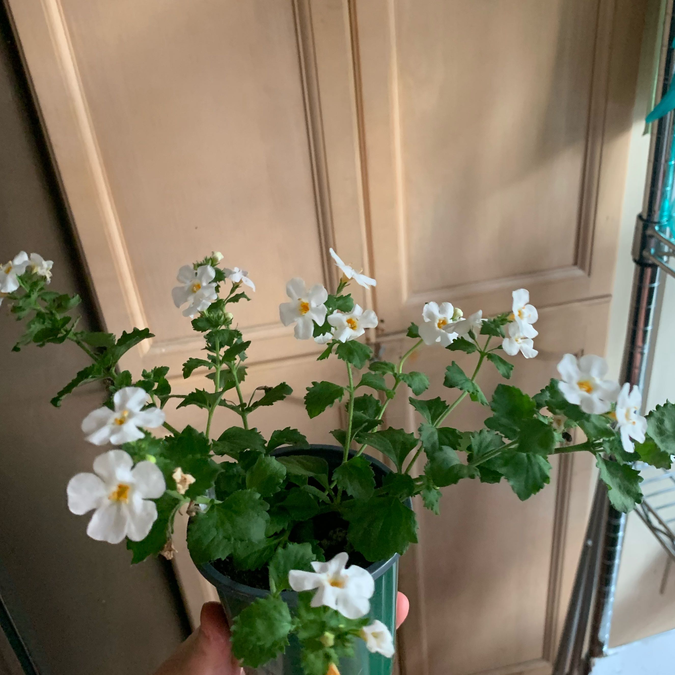 Bacopa plant with small white flowers in a pot, held by a hand.