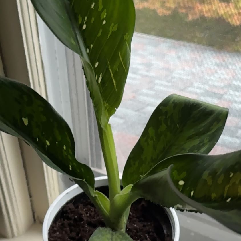 Photo of the plant species Dieffenbachia 'Crocodile' by @Wild.roots named Sir Plancelot on Greg, the plant care app