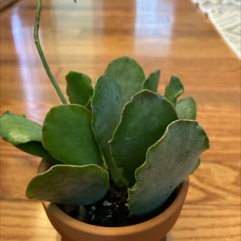 Plant care for Kalanchoe 'Sulphurea' on Greg, the plant care app