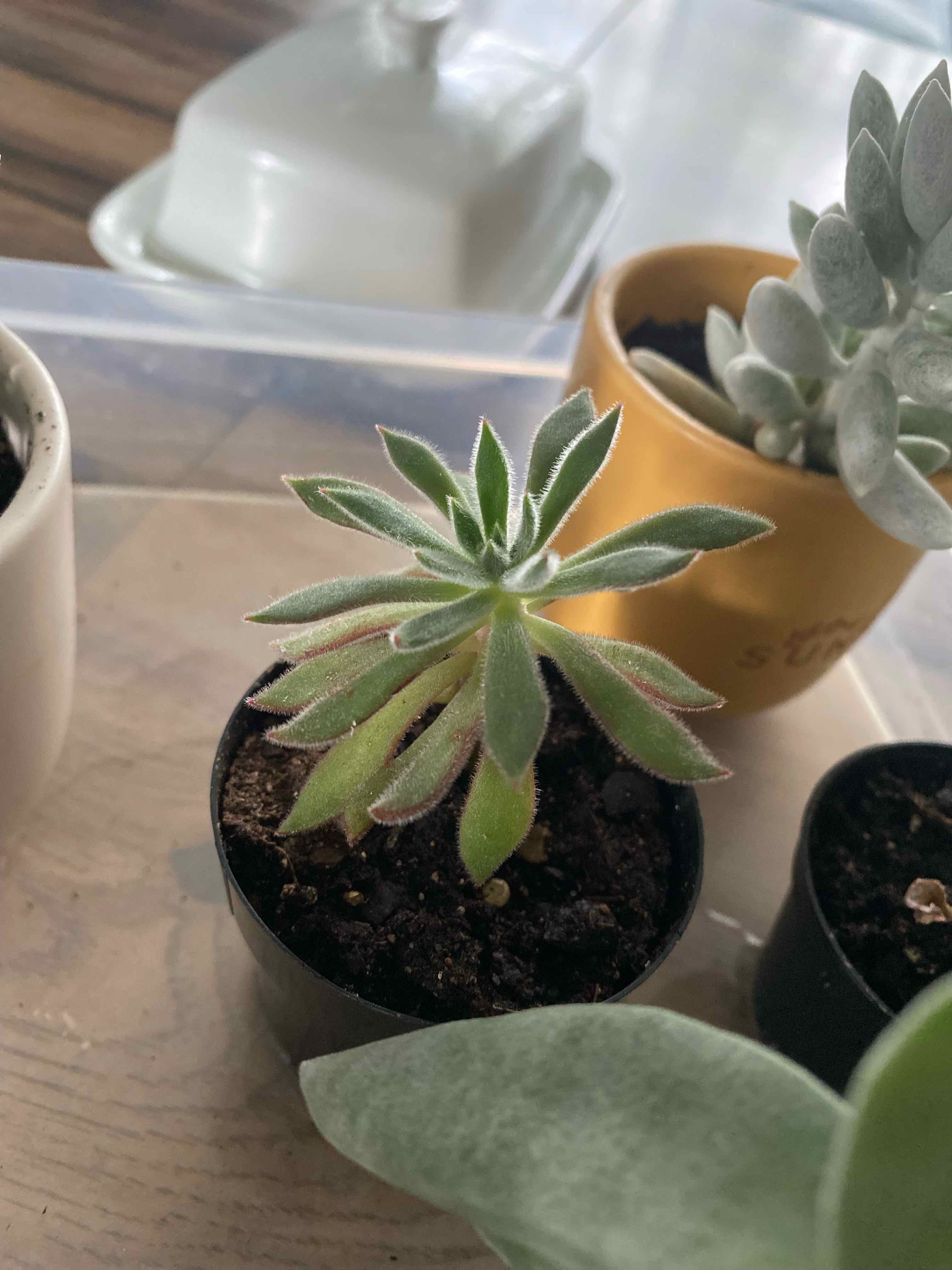 Echeveria 'Arrow Setosa' plant in a black pot with visible soil and healthy green leaves.