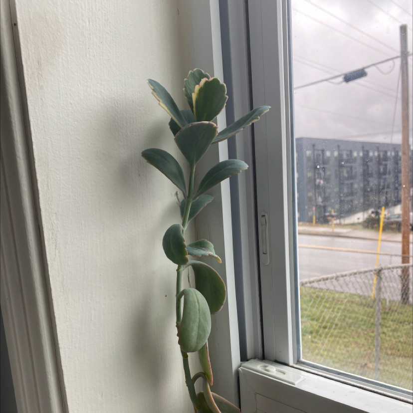 Lavender Scallops plant with thick, scalloped leaves near a window.
