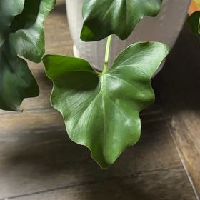 Photo of the plant species Shangri-La Philodendron by @DefiantVetiver named Rihanna on Greg, the plant care app