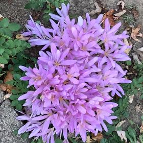 Photo of the plant species Autumn Crocus by @AdmiredHardhead named Cleopatra on Greg, the plant care app