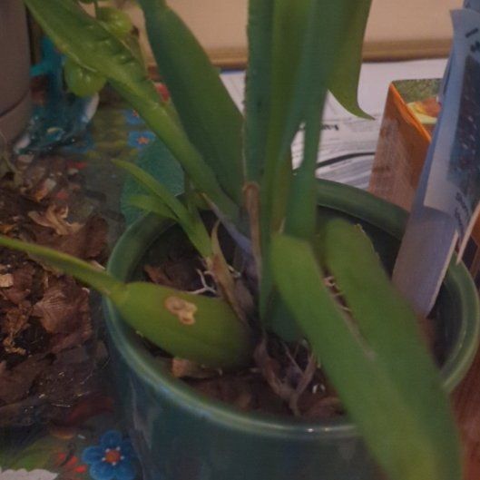 Photo of the plant species Sharry Baby Orchid by @GivingBreadnut named Sharry on Greg, the plant care app