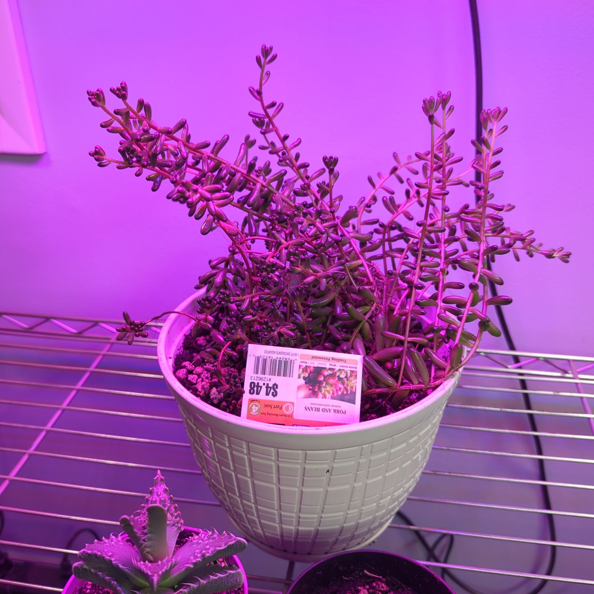 Photo of the plant species Sedum 'Pork and Beans' by @InfiniteTawapou named Darwin on Greg, the plant care app