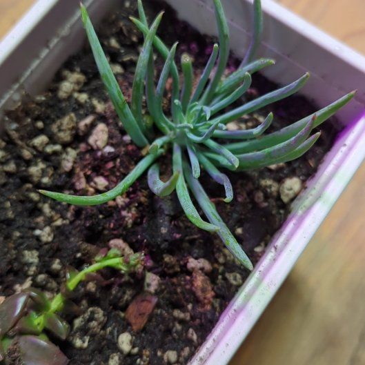 Photo of the plant species Senecio vitalis by @InfiniteTawapou named Bruce Lee on Greg, the plant care app