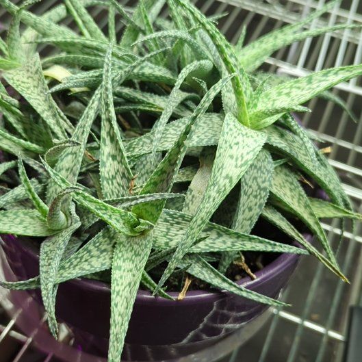 Photo of the plant species Aloe 'White beauty' by @InfiniteTawapou named White Beauty on Greg, the plant care app