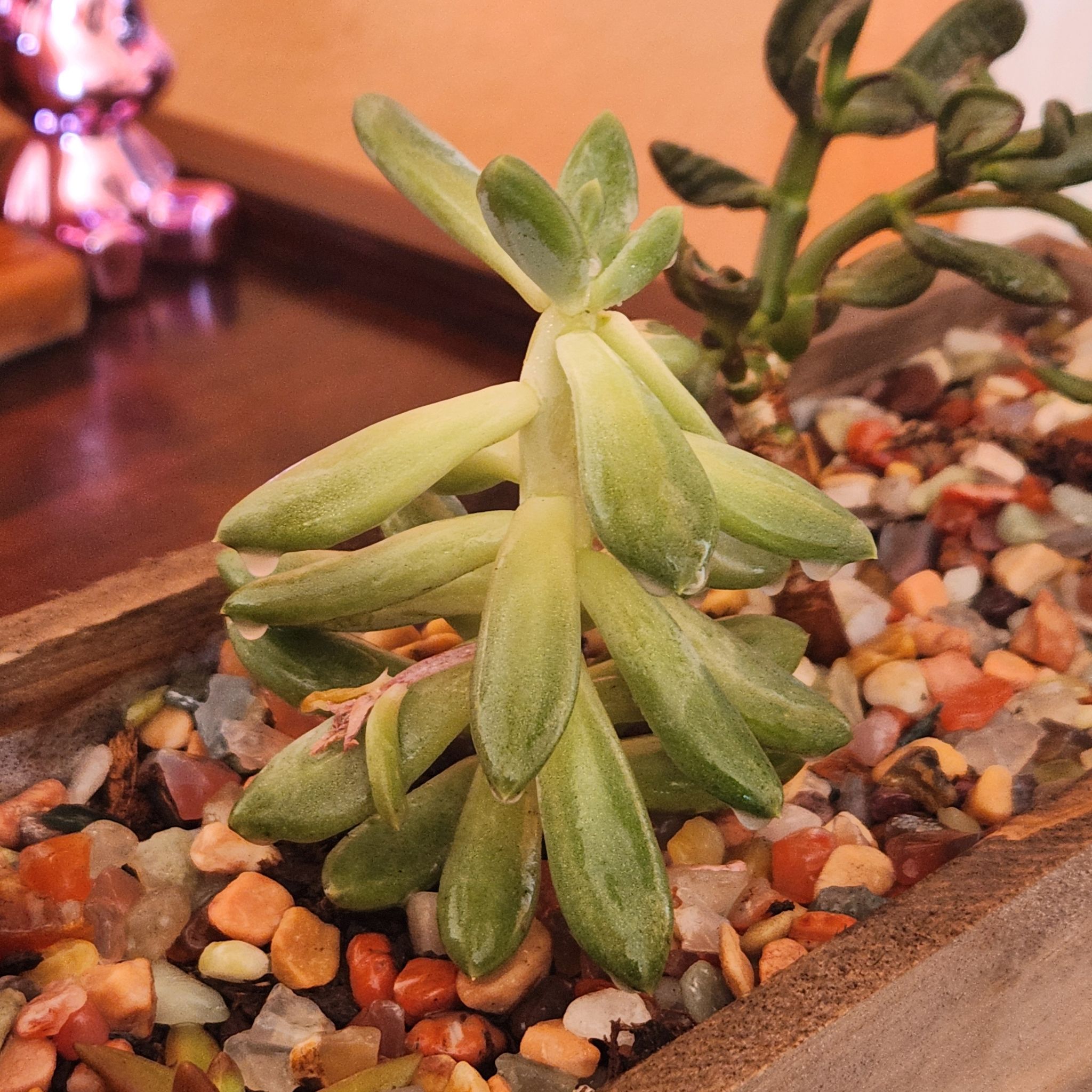 Prolific Echeveria plant in a container with colorful pebbles, showing some yellowing and browning leaves.