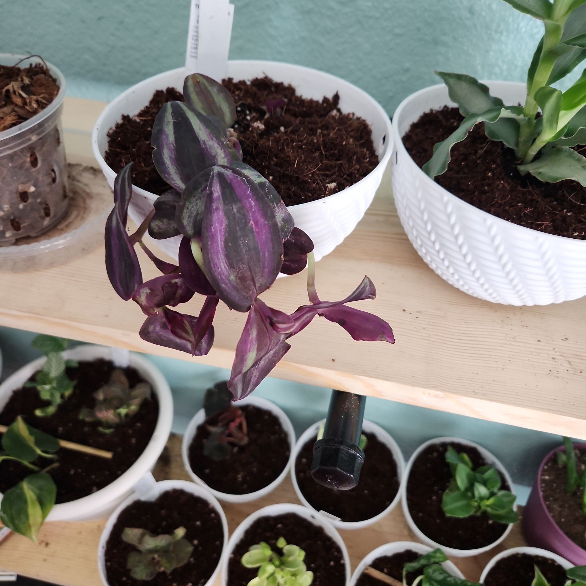 Wandering Dude 'Burgundy' plant with dark purple leaves in a white pot on a wooden shelf.