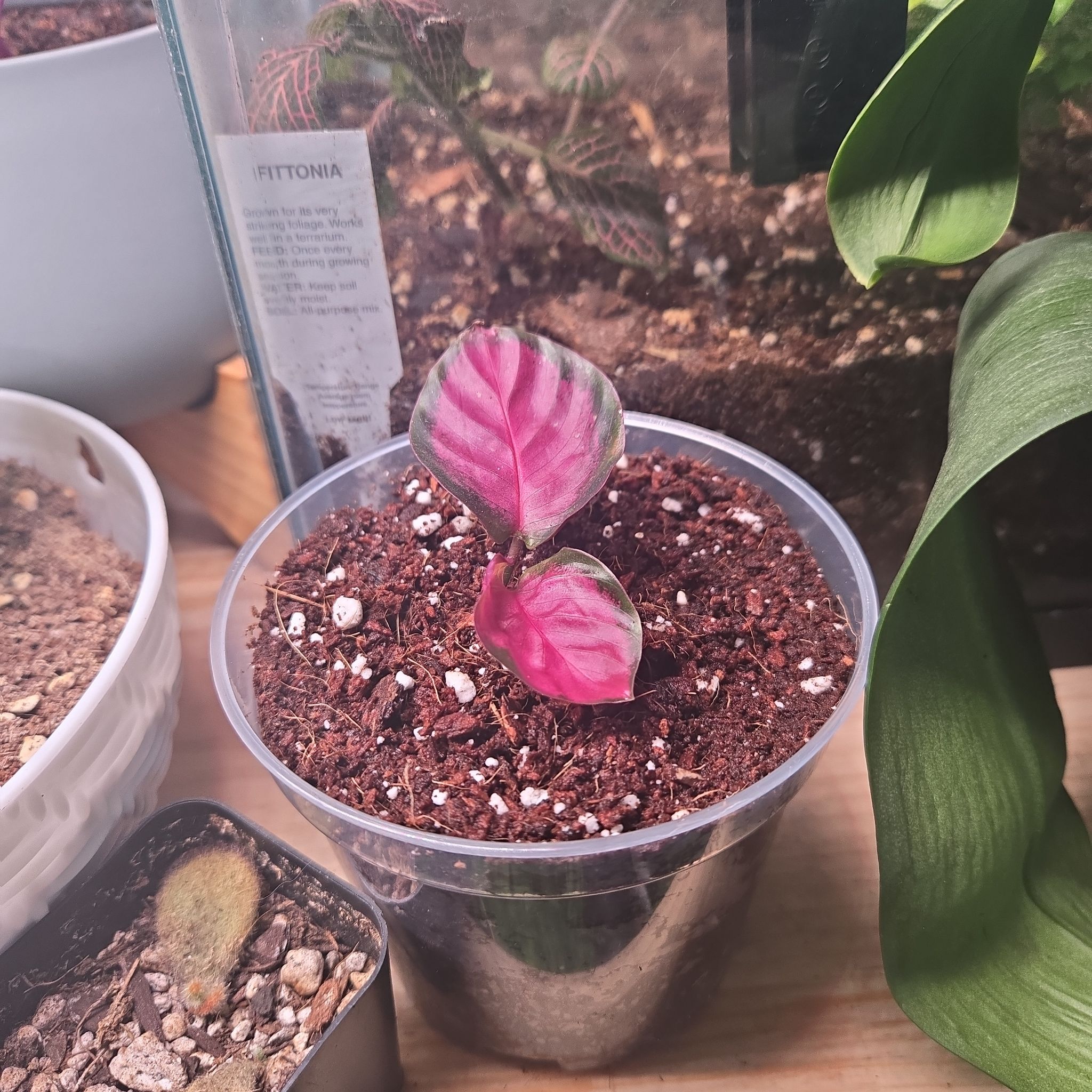 Photo of the plant species crimson rose calathea by @ModestHardbeech named KAREN on Greg, the plant care app