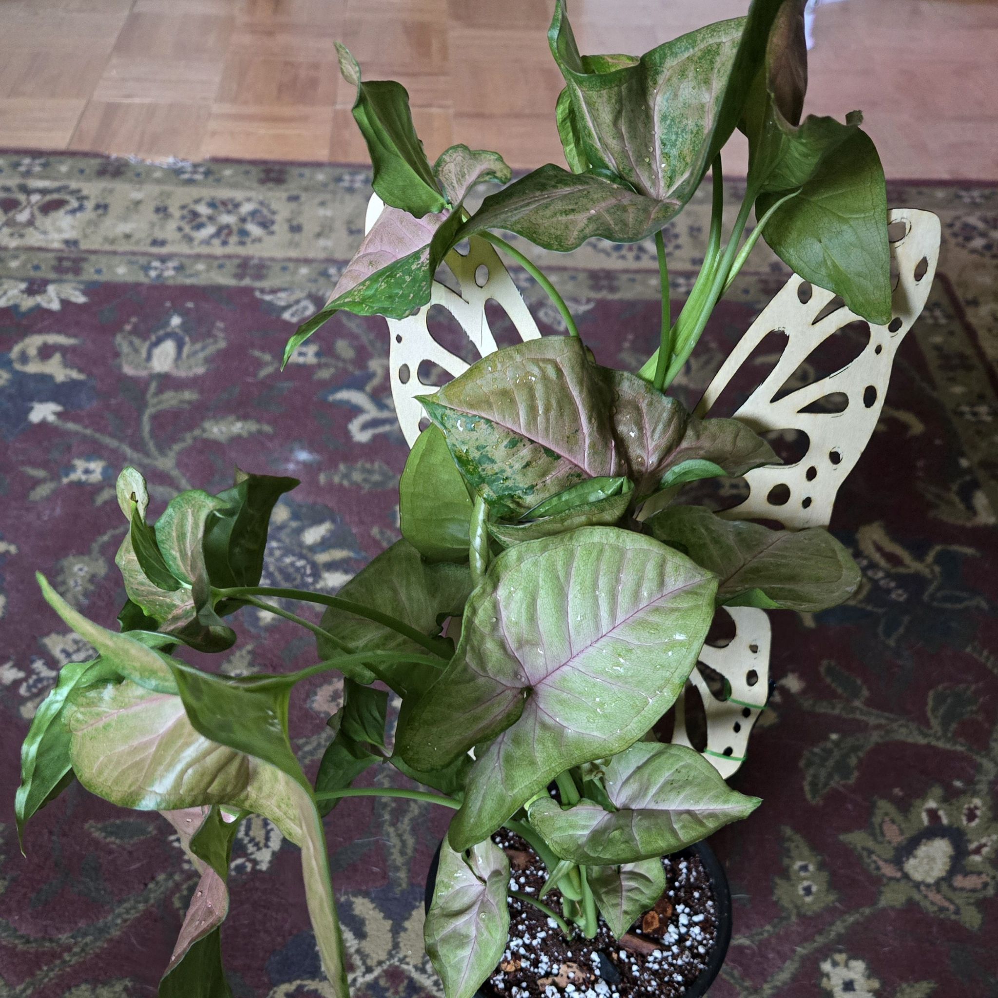 Photo of the plant species Pink Flecked Syngonium by @ModestHardbeech named Gregarious on Greg, the plant care app