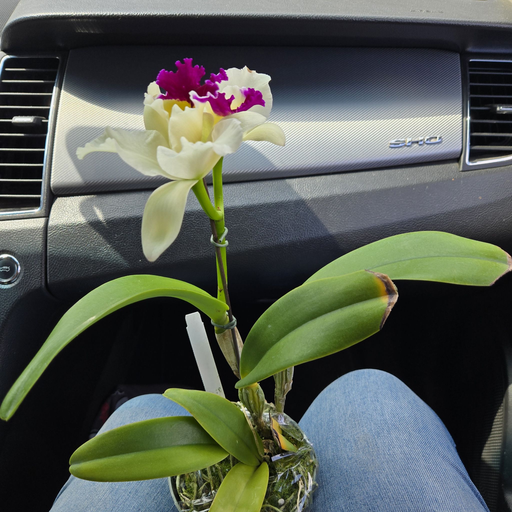 Plant care for Potinara 'Aloha Mishima' on Greg, the plant care app