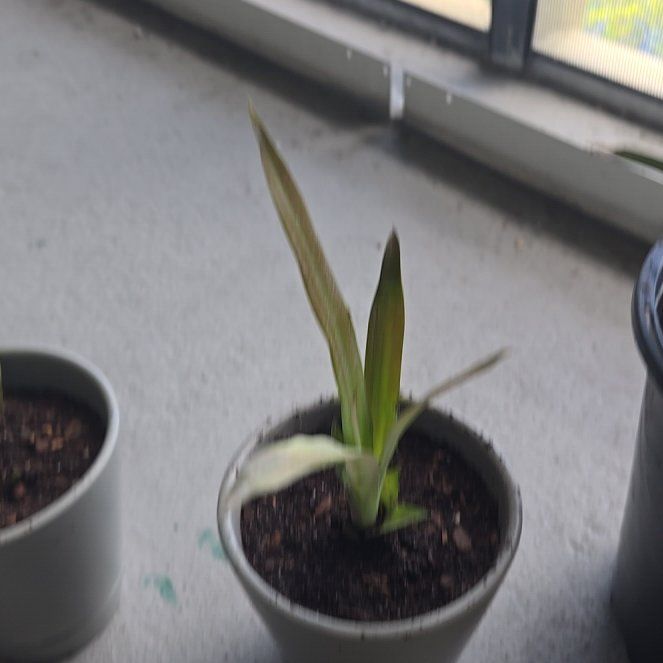 Photo of the plant species Red Pineapple by @CrispChards named Shakira on Greg, the plant care app