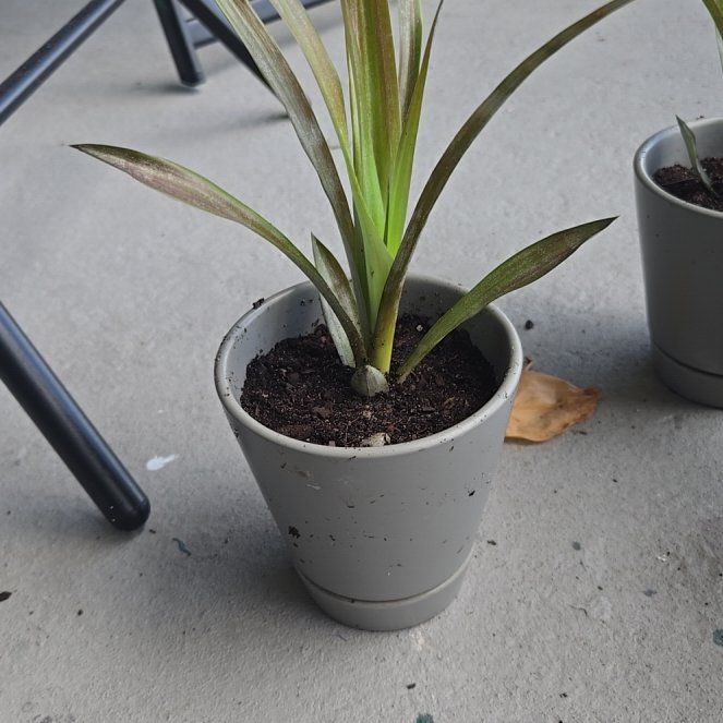 Photo of the plant species Red Pineapple by @CrispChards named Sigmund on Greg, the plant care app