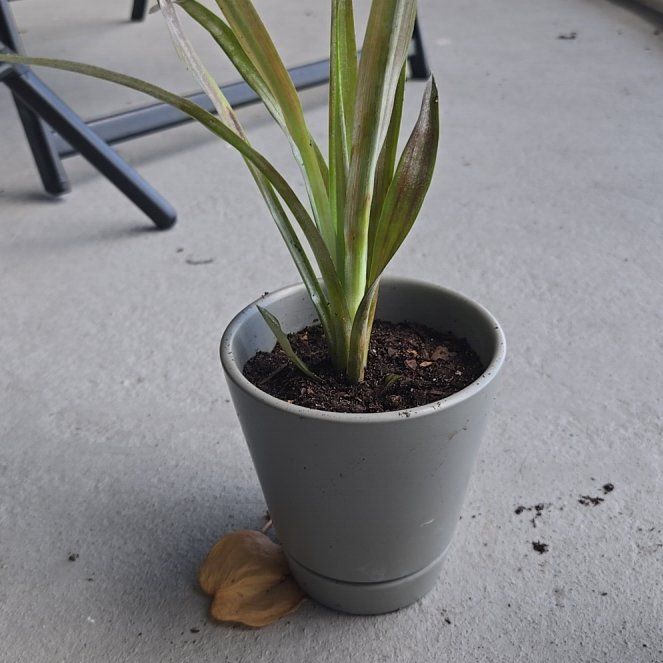 Photo of the plant species Red Pineapple by @CrispChards named Navajo on Greg, the plant care app