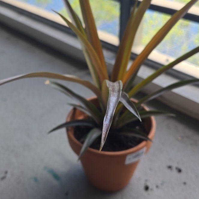 Photo of the plant species Red Pineapple by @CrispChards named Kesha on Greg, the plant care app