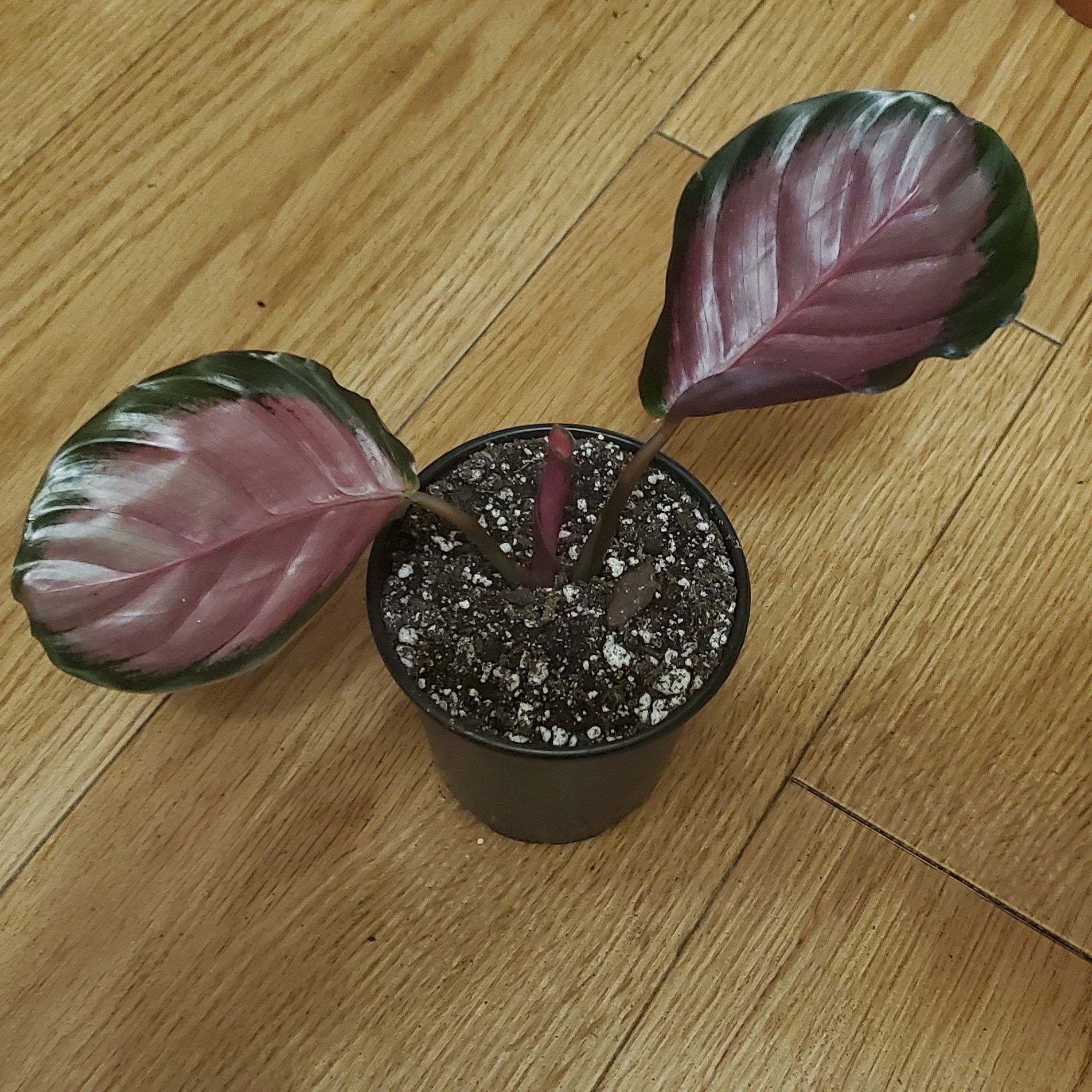 Photo of the plant species Calathea 'Crimson' by @beani named maroot on Greg, the plant care app