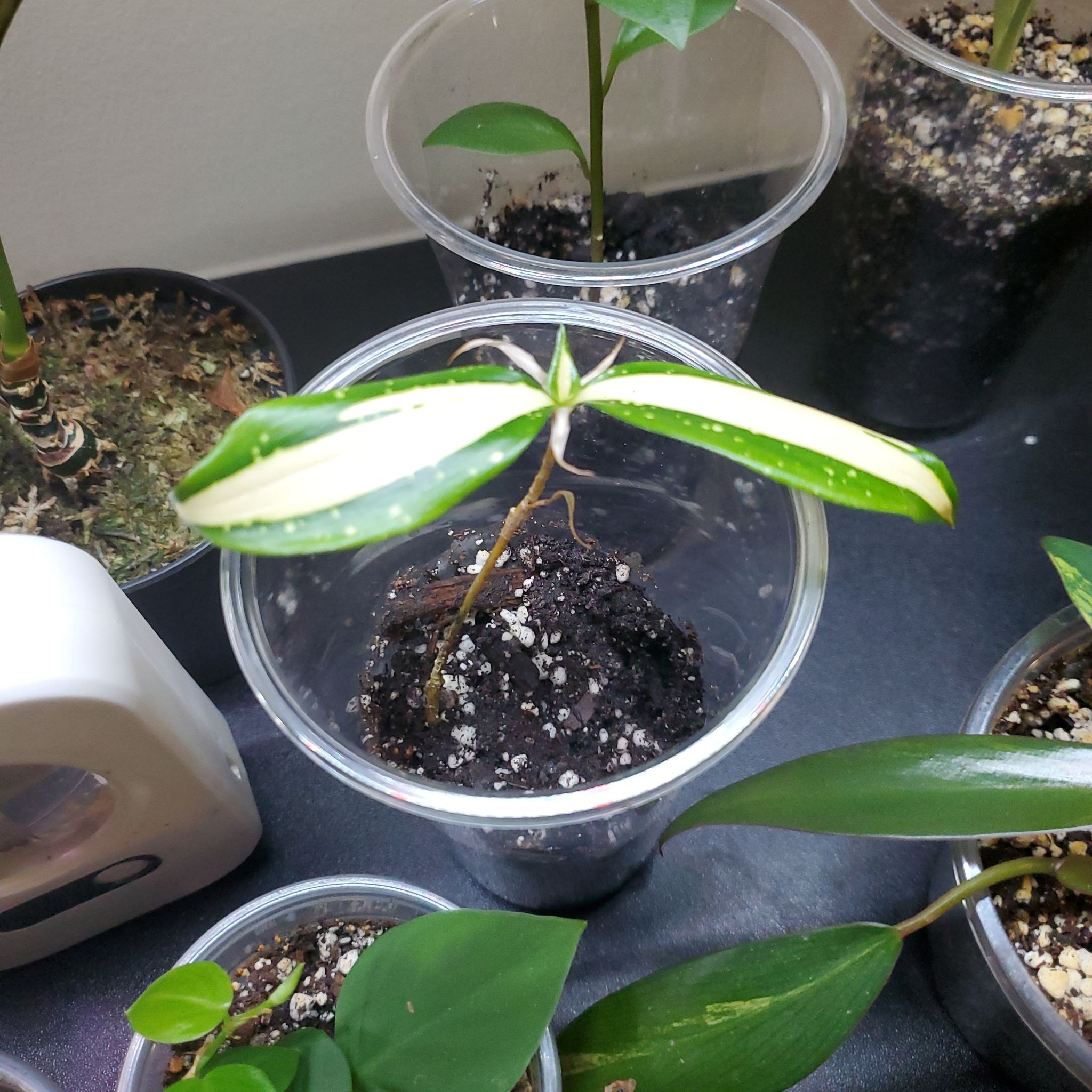 Photo of the plant species Dracaena 'Milky Way' by @beani named Mochi on Greg, the plant care app