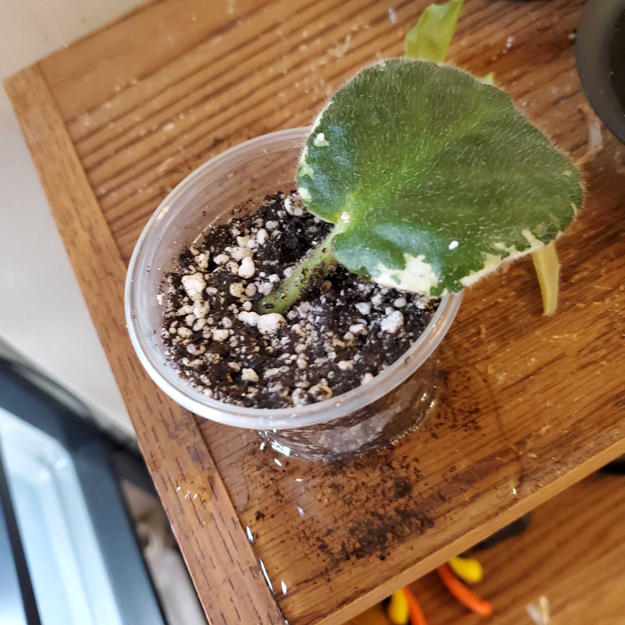 Photo of the plant species Saintpaulia 'Priscilla' by @beani named Wall-E on Greg, the plant care app