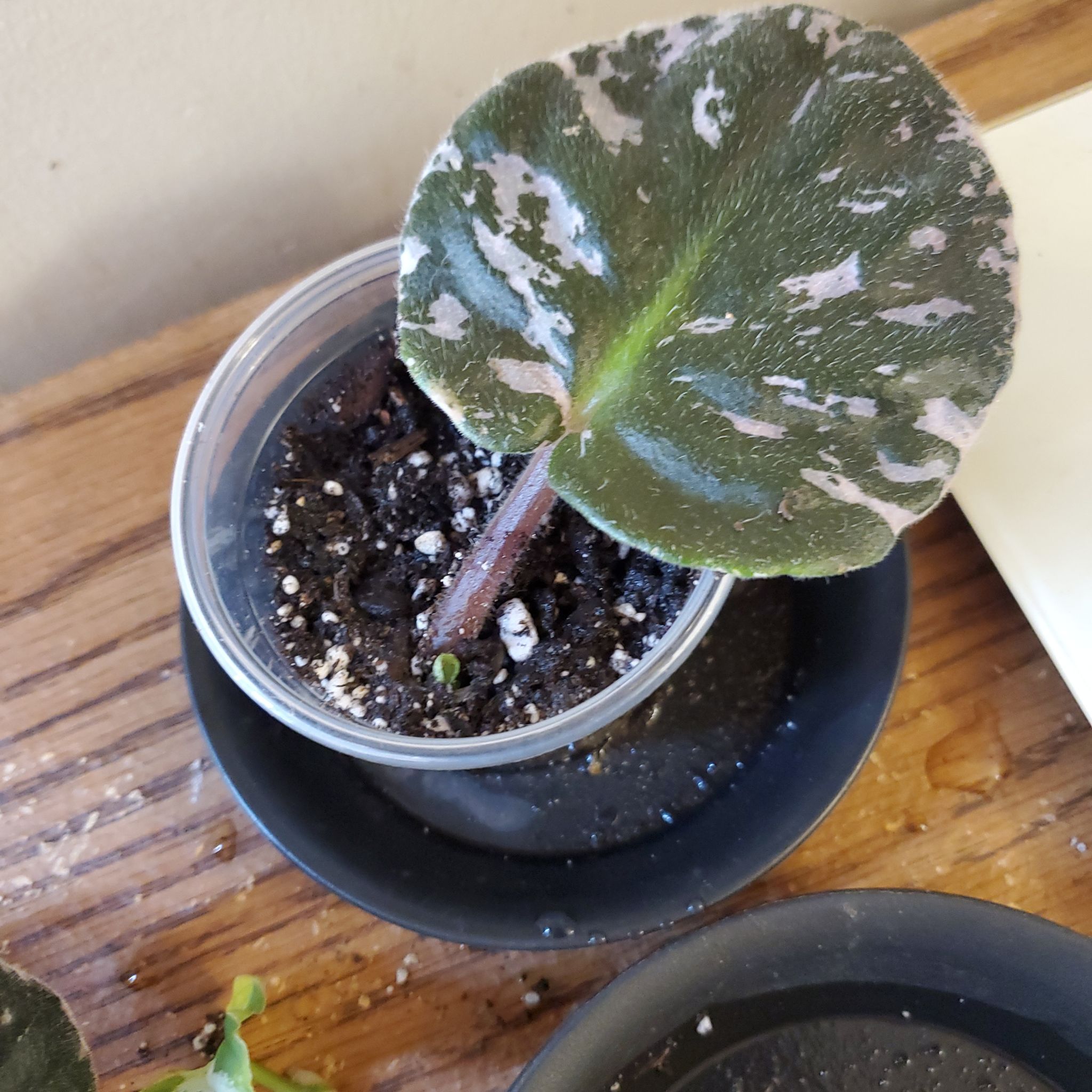 Photo of the plant species Saintpaulia 'Va Va Violet' by @beani named Clooney on Greg, the plant care app
